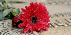 Λουλούδια ηλικίας 14.000 ετών εντοπίστηκαν σε τάφο στο Ισραήλ [εικόνα]