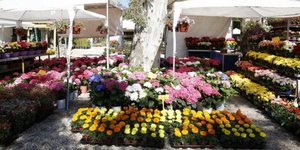 Φωτογραφίες: kifissiaflowershow.gr