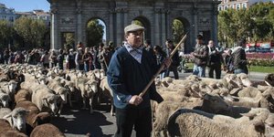 Χιλιάδες πρόβατα «πλημμύρισαν» την Κυριακή τους δρόμους της Μαδρίτης