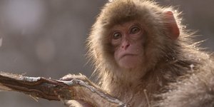 Μαϊμού δάγκωσε μωρό /Φωτογραφία:National Geographic Channel