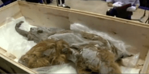 Σκελετός μαμούθ 39.000 ετών παρουσιάζεται για πρώτη φορά στο κοινό [βίντεο]