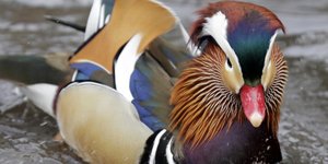 Η Mandarin Duck /Φωτογραφία: AP/Seth Wenig