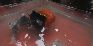 Το μαύρο κουτί του μοιραίου Boeing 737 MAX της Lion Air 