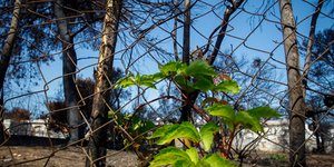 Στιγμιότυπο από το Μάτι (Φωτογραφία αρχείου: Eurokinissi - ΔΗΜΟΠΟΥΛΟΣ ΘΑΝΑΣΗΣ)