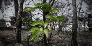 Πάρκο στο Μάτι θα δημιουργήσει η Εκκλησία (Φωτογραφία: EUROKINISSI/ ΘΑΝΑΣΗΣ ΔΗΜΟΠΟΥΛΟΣ)