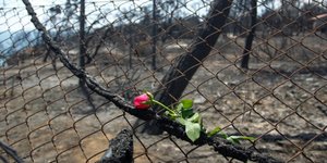Ενα λουλούδι για τους 88 νεκρούς στο Μάτι /Φωτογραφία: Εurokinissi