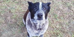 Είναι κωφός και μερικώς τυφλός