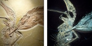 Ιουρασική περίοδος