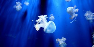 Φωτογραφία: Pexels