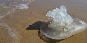 Τεράστιο πρόβλημα με τις μέδουσες σε Κορινθιακό-Πατραϊκό /Φωτογραφία: Shutterstock