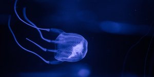 ΦΩΤΟΓΡΑΦΙΑ: SHUTTERSTOCK