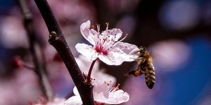 μέλισσα/Φωτογραφία: Eurokinissi