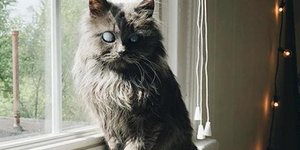 Ο μικροσκοπικός Μέρλιν με τους 40.000 οπαδούς στο Instagram 