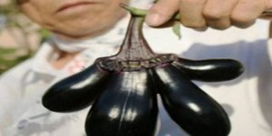 Εικόνες σοκ μεταλλαγμένων από τη ραδιενέργεια φρούτων και λαχανικών [εικόνες]