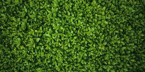 Φωτογραφία: Pexels