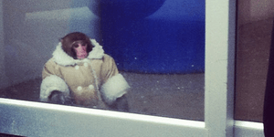 Ο καλοντυμένος πίθηκος που σουλατσάρει μόνος του στο ΙΚΕΑ [εικόνες]