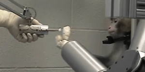 Μαϊμούδες ελέγχουν ρομποτ με το μυαλό τους [βίντεο]