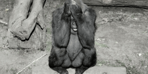 Το τίμημα της ελευθερίας: Συγκλονιστικά στιγμιότυπα θλιμμένων ζώων σε ζωολογικού