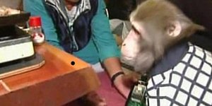 Μαϊμούδες-σερβιτόροι σε εστιατόριο στην Ιαπωνία [βίντεο]