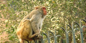 Ινδία: Η κυβέρνηση προσέλαβε 40 άνδρες μιμητές μαϊμούδων για να διώξει τις πραγμ