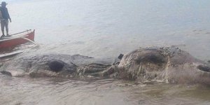 Σοκαριστικό θέαμα στις Φιλιππίνες με τεράστιο