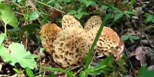 Τα μανιτάρια μορχέλα είναι πολύ επικίνδυνα. Φωτογραφία: Wikipedia