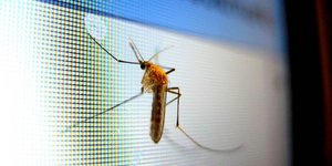 φωτογραφία: pixabay.com