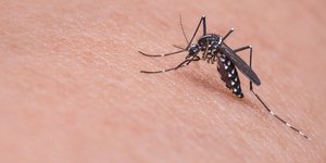 Eξι νεκροί από τον ιό του Δυτικού Νείλου στην Κεντρική Μακεδονία /Φωτογραφία pixabay