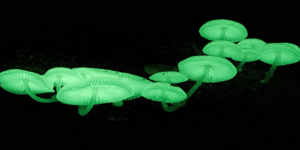 Φωσφοριζέ μανιτάρια και φυτό - τουαλέτα στο Βόρνεο της Ασίας [εικόνες]