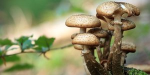 Ζευγάρι κατανάλωσε δηλητηριώδη μανιτάρια. Φωτογραφία: Pexels