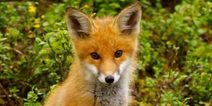 Το «λουκέτο» στο δημόσιο των ΗΠΑ είχε κι ένα καλό – Αλεπού μετακόμισε στο Λευκό 