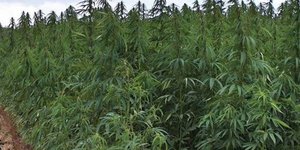 Το «δάσος» από δενδρύλλια κάνναβης σε δύσβατη περιοχή κοντά στο Λαγκαδά Θεσσαλονίκης ΦΩΤΟΓΡΑΦΙΑ: newreport.gr