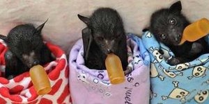 Νυχτερίδες τυλιγμένες σε κουβέρτες με μπιμπερό στο στόμα! [εικόνες]