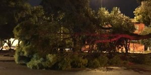 Πεσμένα δέντρα στην παραλιακή / Φωτογραφία: notia.gr 