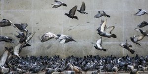 Ο «σύγχρονος Νώε» βρέθηκε στο Οχάιο!