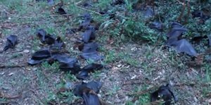 «Εβρεξε» νυχτερίδες στην Αυστραλία -Τουλάχιστον 100.000 έπεσαν νεκρές από τον ου
