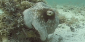 Χταπόδι που μεταμορφώνεται σε φυτό εντόπισαν Αμερικανοί ωκεανογράφοι [βίντεο]