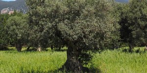 φωτογραφία: pixabay.com