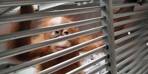 Ο αρσενικός ουρακοτάγκος είναι ηλικίας δύο ετών (Φωτογραφία: nasional.kompas.com)