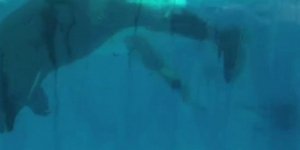 Εκπληκτικό ντοκουμέντο με τη γέννηση όρκας μπροστά στην κάμερα [βίντεο]