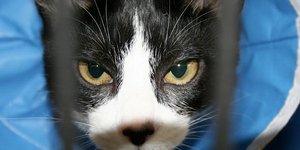 Συνελήφθη γάτος που σκαρφάλωνε τοίχο φυλακής με δύο κινητά δεμένα πάνω του