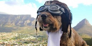 Ο τετράποδος Φιλέας Φογκ γλίτωσε από την ευθανασία και γύρισε όλο τον κόσμο