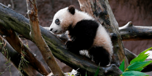 Πάντα ακροβάτης στο ζωολογικό κήπο του Σαν Ντιέγκο [εικόνες]