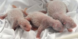 Τρίδυμα πάντα γεννήθηκαν σε ζωολογικό κήπο της Κίνας -Εκπρόσωποι του καταφυγίου 