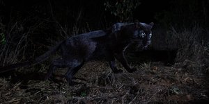 Ο μαύρος πάνθηρας υπάρχει!/ Φωτογραφία: Instagram