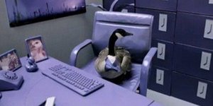 Όταν μια πάπια στέλνει δέμα σε ένα κουτάβι [βίντεο] 