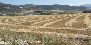 «Θεριστής» είναι ο Ιούνιος
