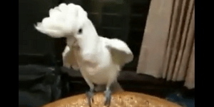 Θυμάστε το Gangnam Style; Αυτός ο παπαγάλος δεν μπορεί να το ξεπεράσει [βίντεο]