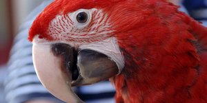 Διαβάστε πως μπορεί ένας παπαγάλος να βοηθήσει στην διαλεύκανση μίας δολοφονίας