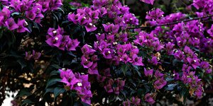 Φωτογραφία: Sooc